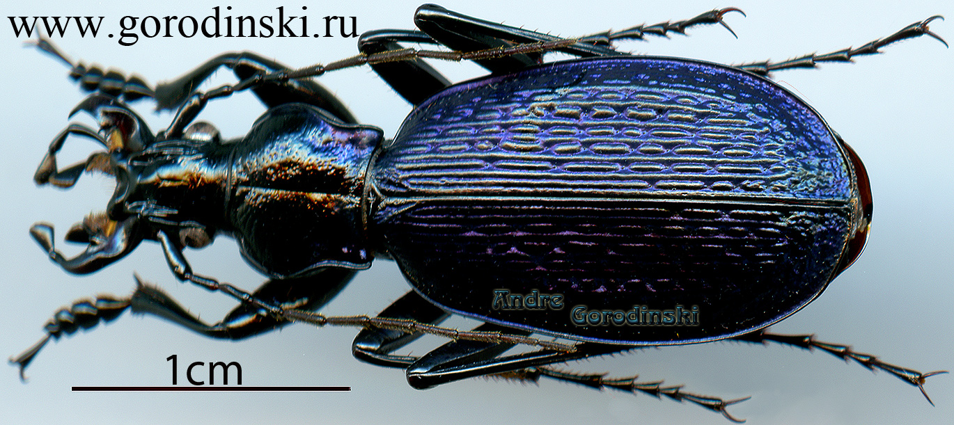 http://www.gorodinski.ru/carabus/Tribax apschuanus apschuanus.jpg